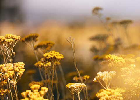 THE IMMORTELLE FLOWER